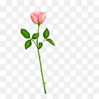 绿色植物粉色玫瑰
