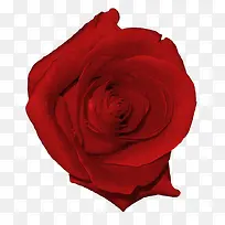 高清红色玫瑰花朵