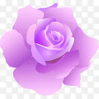 紫色唯美玫瑰花朵