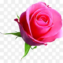 玫瑰粉色盛开海报背景七夕情人节