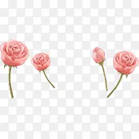 创意合成粉色的烂漫玫瑰