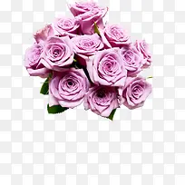 紫色浪漫玫瑰花朵植物