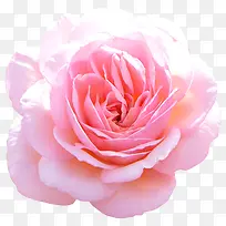 粉色盛开千叶玫瑰