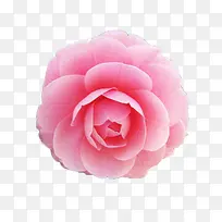粉色玫瑰浪漫玫瑰