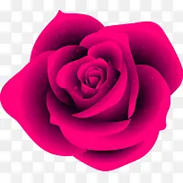 粉色鲜艳玫瑰七夕情人节