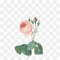 花卉手绘