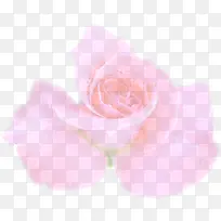 手绘粉色玫瑰花朵婚礼