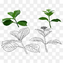 手绘薄荷