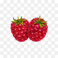 手绘红色树莓