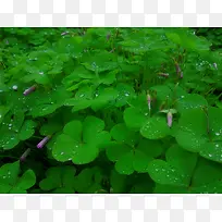 绿色四叶草水珠壁纸