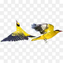 两只飞翔的黄鹂鸟
