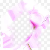 水珠紫色花朵图片