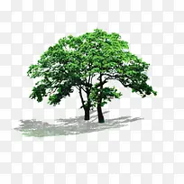 绿色树木