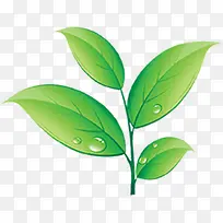 绿色草叶叶子水珠装饰
