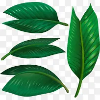 绿色热带植物树叶