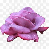 水珠紫色花朵