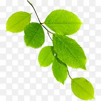 夏日手绘植物绿色树叶