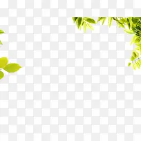 绿色树叶装饰边框