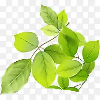 绿色春天植物树叶美景