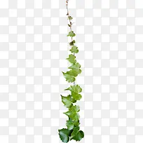 绿色花藤树叶植物