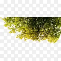高清摄影绿色矢量树叶
