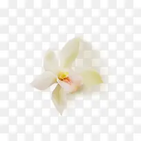白色小花主页装修清新