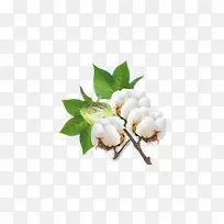 绿叶白色小花
