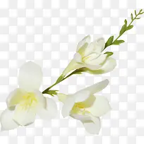 绿叶白色小花装饰
