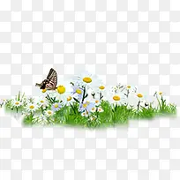 春季白色小花蝴蝶
