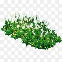 白色小花植物绿叶装饰