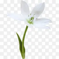 高清白色小花植物素材