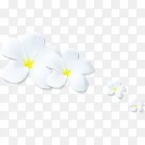 白色可爱小花封面