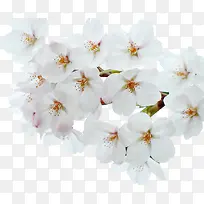 白色唯美意境小花