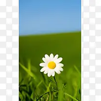 草地上的白色小花