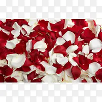 白色红色的花瓣浪漫