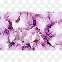 紫色花瓣唯美浪漫
