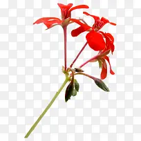 花枝花草红色花瓣绿叶