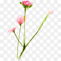 手绘粉色花卉水彩素材