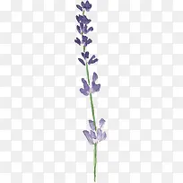 手绘紫色水彩复古花朵