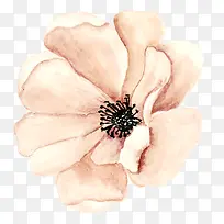 香槟色花卉