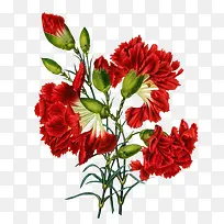 红色月季花