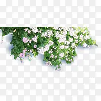 花，花朵，白花，淘宝素材