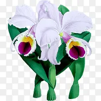 水彩高清白色花瓣植物素材
