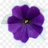 蓝紫花装饰素材