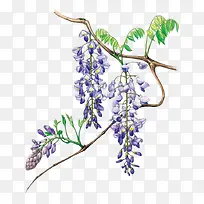 紫藤花插画图片素材