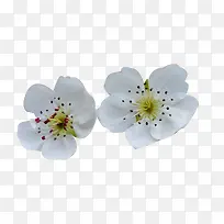 梨花花瓣白色鲜花图片素材