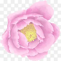 创意合成水彩红色的月季花