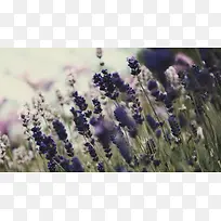 紫色白色薰衣草田