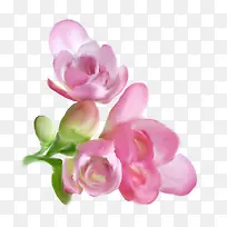 粉花图片素材