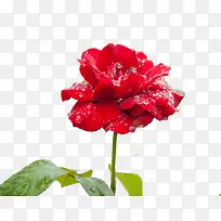 雨中月季花